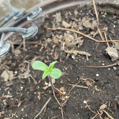 Lemon cake 5 growlog timeline photo