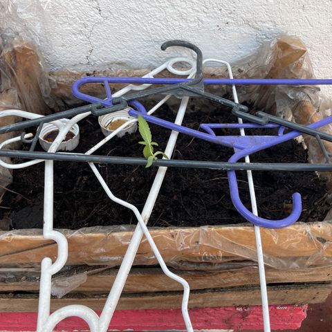 Lemon cake 7 growlog timeline photo