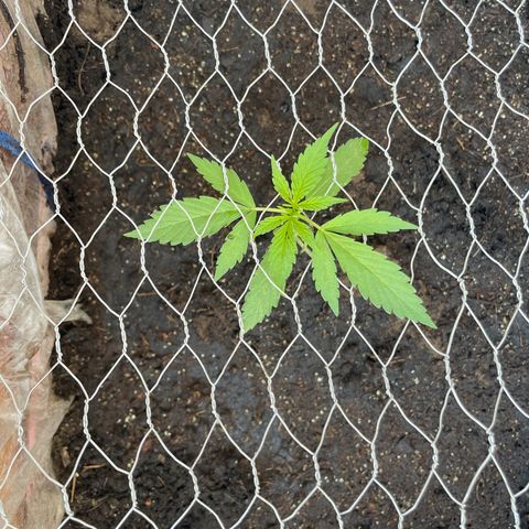 Lemon cake 3 growlog timeline photo
