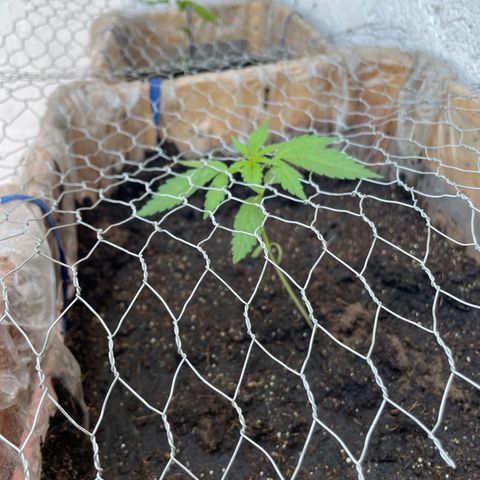 Lemon cake 3 growlog timeline photo