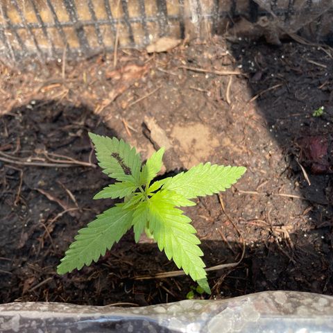 Lemon cake 4 growlog timeline photo