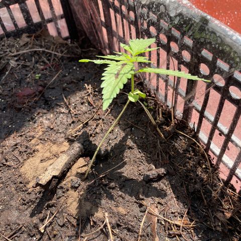 Lemon cake 4 growlog timeline photo