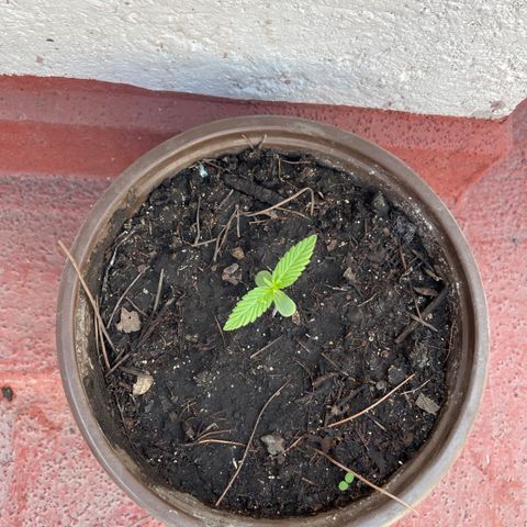 Lemon cake 5 growlog timeline photo