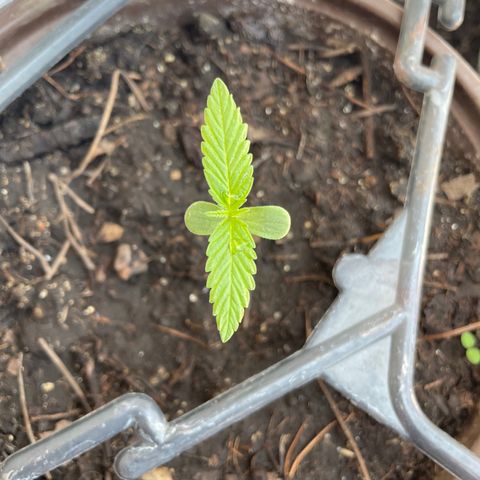 Lemon cake 5 growlog timeline photo