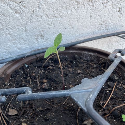 Lemon cake 5 growlog timeline photo