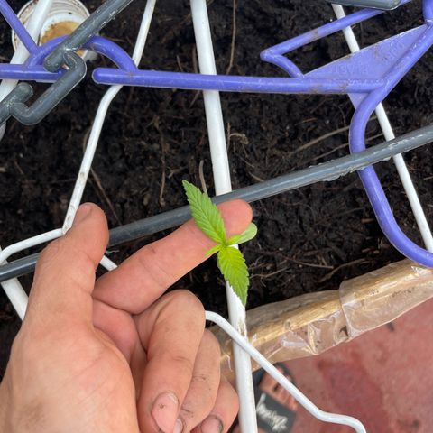 Lemon cake 7 growlog timeline photo