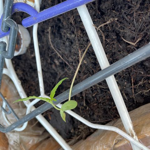 Lemon cake 7 growlog timeline photo