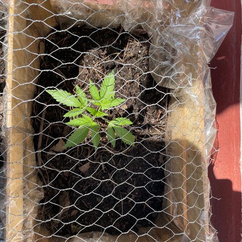 Orange juice(??? growlog timeline photo