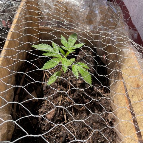 Orange juice(??? growlog timeline photo