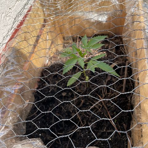 Orange juice(??? growlog timeline photo