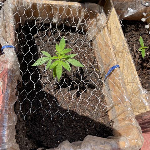 Lemon cake 3 growlog timeline photo