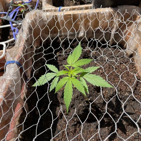 Lemon cake 3 growlog timeline photo