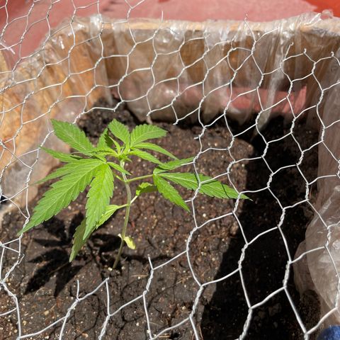 Lemon cake 3 growlog timeline photo