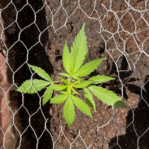 Lemon cake 3 growlog timeline photo