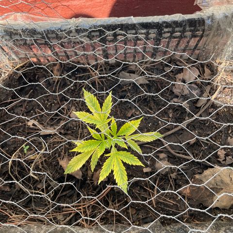 Lemon cake 4 growlog timeline photo