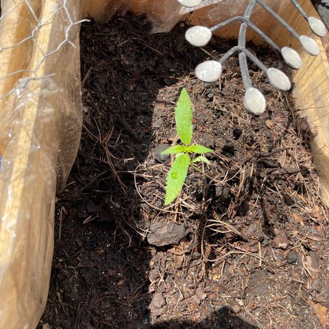 Lemon cake 6 growlog timeline photo