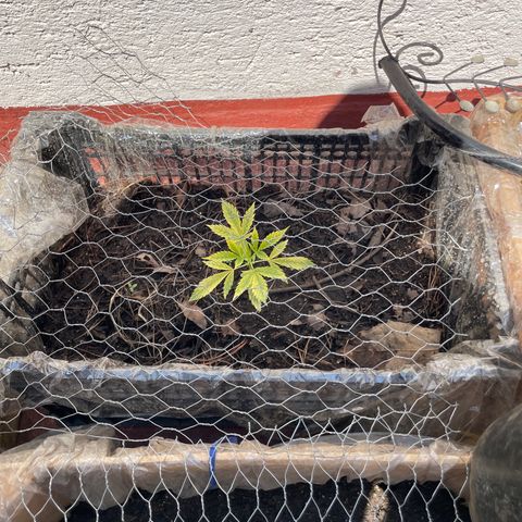 Lemon cake 4 growlog timeline photo