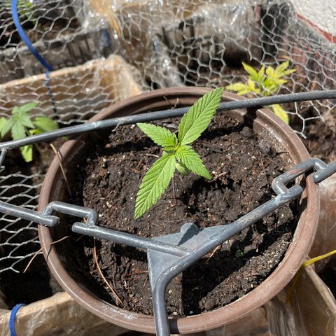 Lemon cake 5 growlog timeline photo