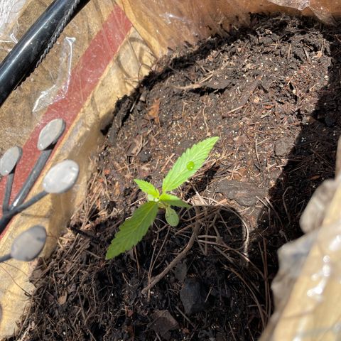 Lemon cake 6 growlog timeline photo