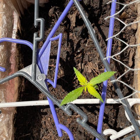 Lemon cake 7 growlog timeline photo