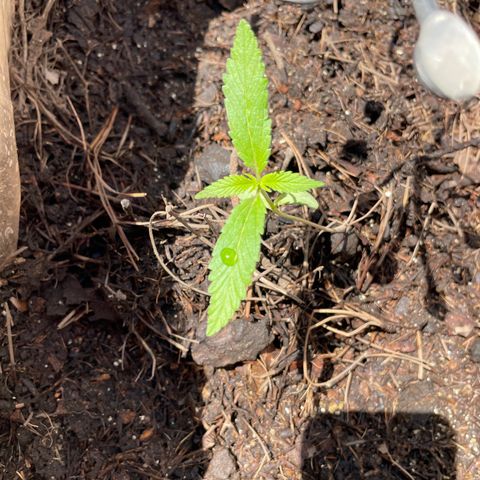 Lemon cake 6 growlog timeline photo