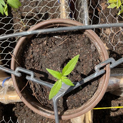 Lemon cake 5 growlog timeline photo