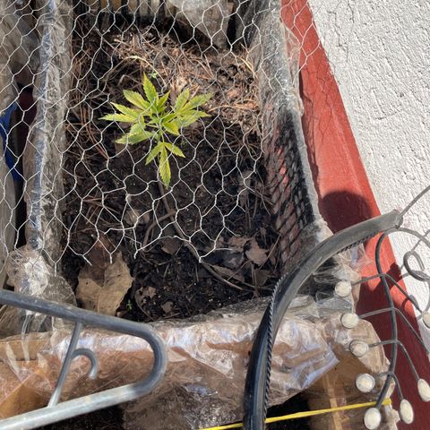 Lemon cake 4 growlog timeline photo