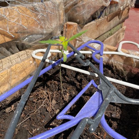 Lemon cake 7 growlog timeline photo