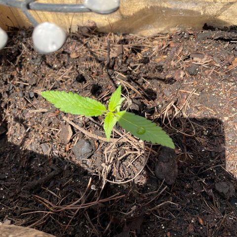 Lemon cake 6 growlog timeline photo