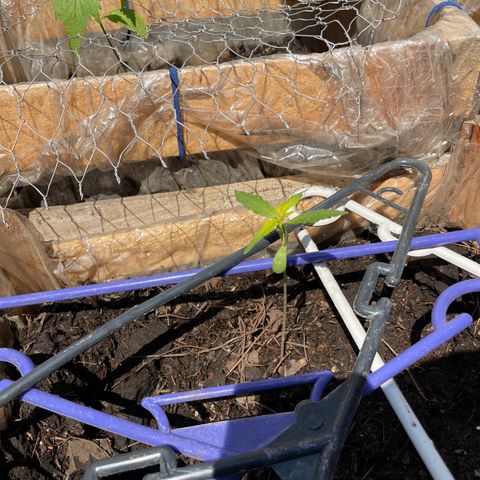 Lemon cake 7 growlog timeline photo