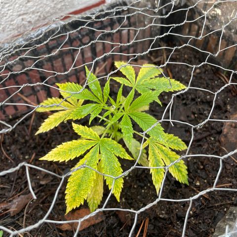 Lemon cake 4 growlog timeline photo
