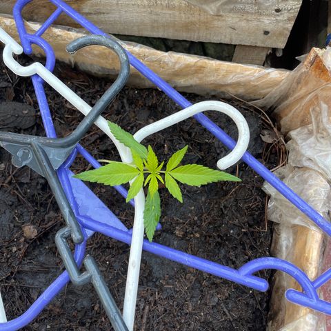 Lemon cake 7 growlog timeline photo