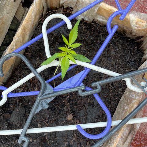 Lemon cake 7 growlog timeline photo