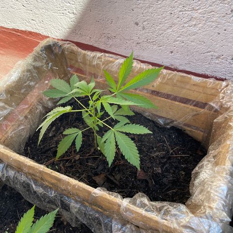 Orange juice(??? growlog timeline photo
