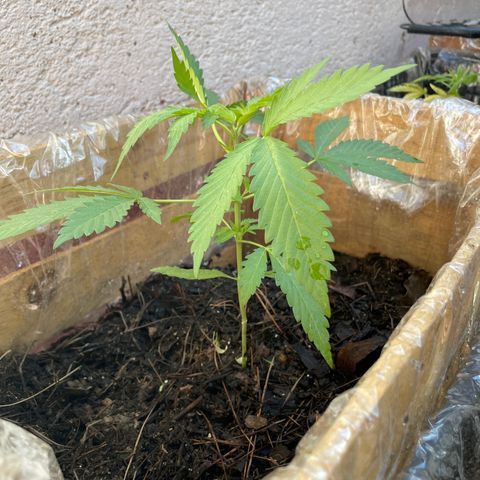 Orange juice(??? growlog timeline photo