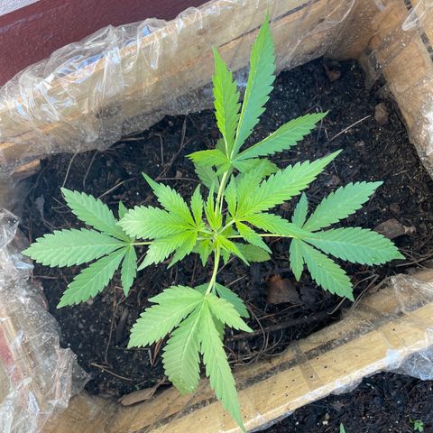 Orange juice(??? growlog timeline photo