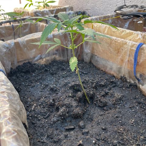 Lemon cake 3 growlog timeline photo