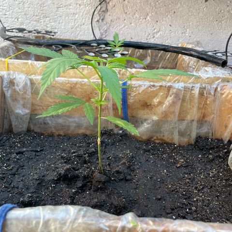 Lemon cake 3 growlog timeline photo
