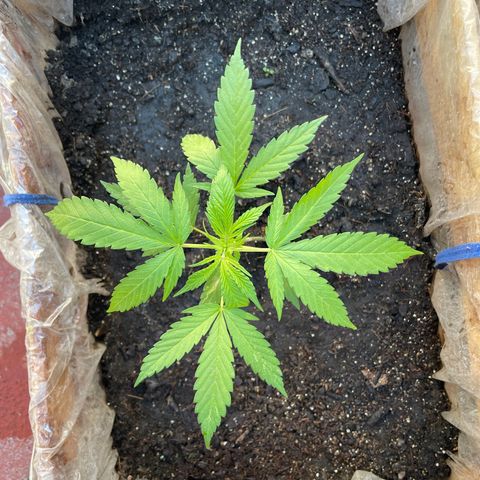 Lemon cake 3 growlog timeline photo