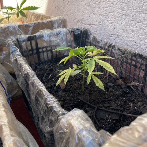Lemon cake 4 growlog timeline photo