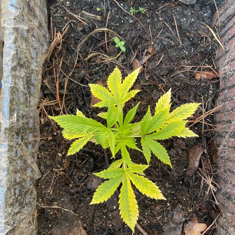 Lemon cake 4 growlog timeline photo