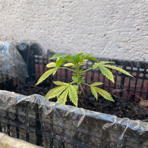 Lemon cake 4 growlog timeline photo
