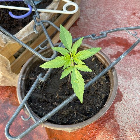 Lemon cake 5 growlog timeline photo