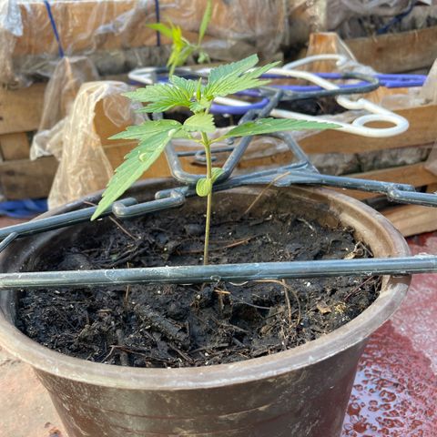 Lemon cake 5 growlog timeline photo