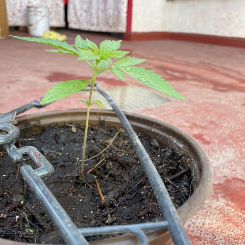 Lemon cake 5 growlog timeline photo