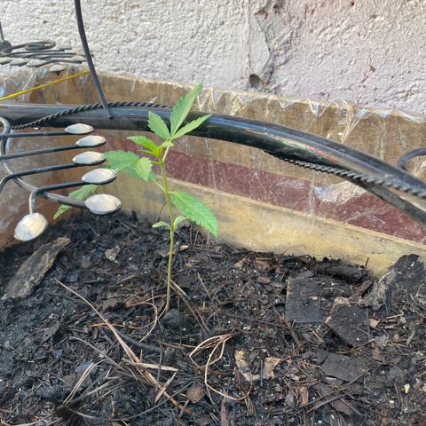 Lemon cake 6 growlog timeline photo