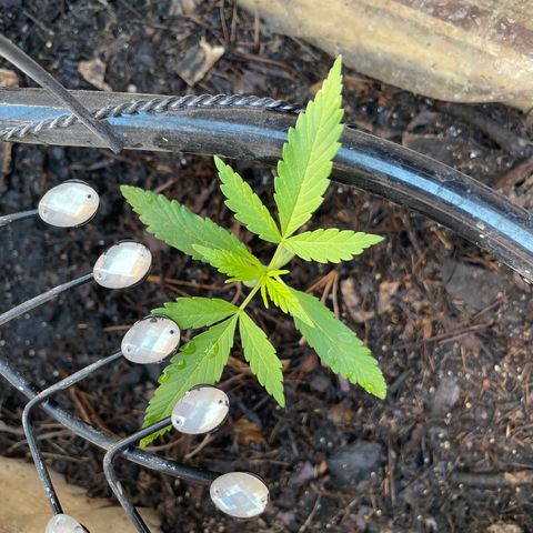 Lemon cake 6 growlog timeline photo