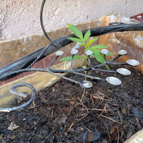 Lemon cake 6 growlog timeline photo