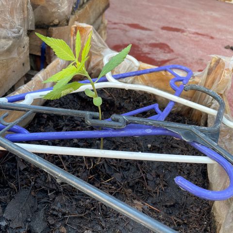 Lemon cake 7 growlog timeline photo