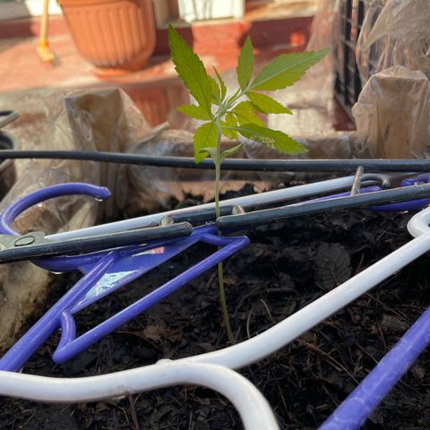 Lemon cake 7 growlog timeline photo